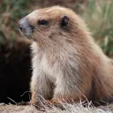 Marmotteuh & al