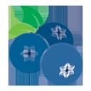 BLUEBERRY.gg icon
