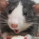Average Babehog Enjoyers