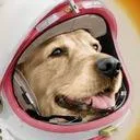 Arf
