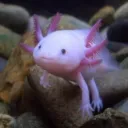 The Aquarium