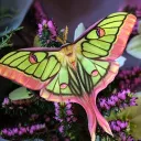 Glassmoth Vivarium