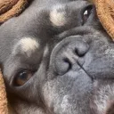 O Monstro Precisa de... discord icon