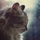 Warriors Cats Play