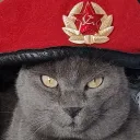 Chaton
