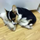 Smol Puppers