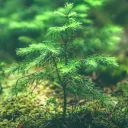 The Forest