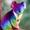 Koala's Treehouse