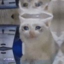 Shitpost Central icon