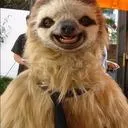 Sloth Squad