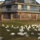Look @ all those Chickens