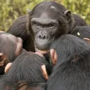 Clube do Macaco