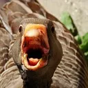 Goose Memes