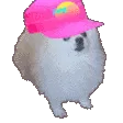 Supreme Dog Meme