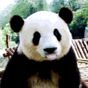 Bamboo Crew
