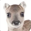 Not a Riven server