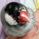 ちょろろん鯖
