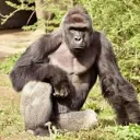Age of Harambe