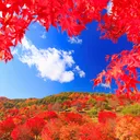 紅葉鯖(もみ鯖)