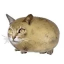 catato