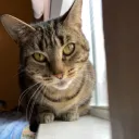 Wheelchair Cats