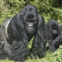 Planet of the Apes
