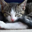 The Cat Bed