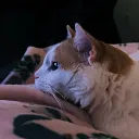 Cat Covenant