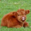 lolcow.farm