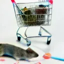 the rat cart