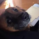 SoggyDogs