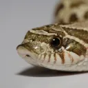 The Snake Den