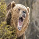 The Bear Hangout