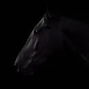 Dark Horse