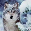 The Pack