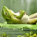The Lily Pad