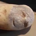 U.H.G.G.Y