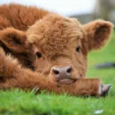 moo shack