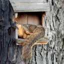 The Treehouse