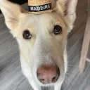 /r/Dogs