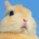 The Lycheebros🐰