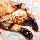 わかば猫のダンボール