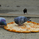 Asians in the nutshell Server Icon