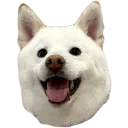 RaeCord
