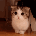 Helblinde's Kittens