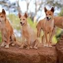 Dingo's Squad