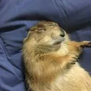 そそっかしいそそサーバー