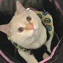ちいちゃんねる