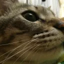 神のいない間に
