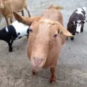 Norty Squad